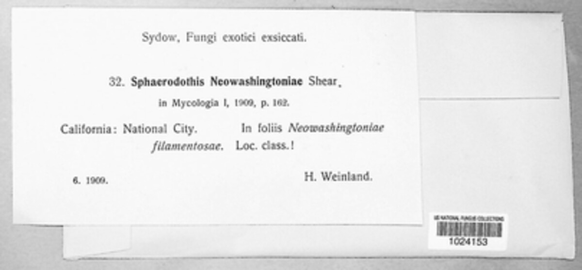 Phaeochoropsis image